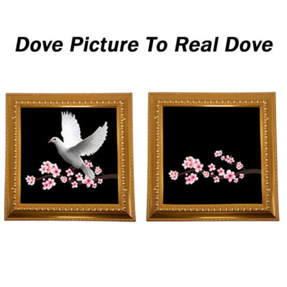 Dove Picture To Real Dove